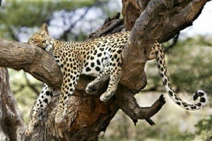 Primorėje užsiliepsnojo draustinis su nykstančiais leopardais