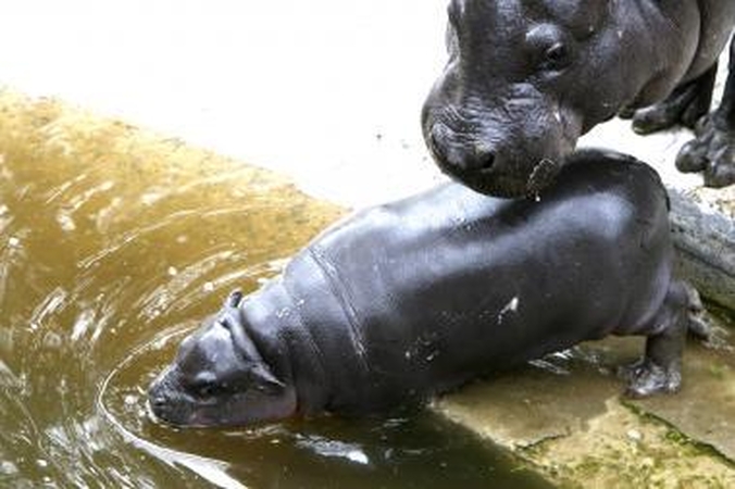 Kas taps Zoologijos sodo šeimininku?