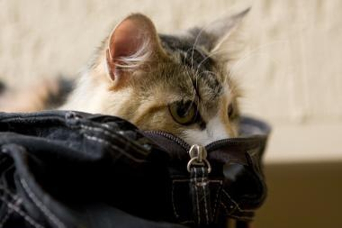 Areštuotam vyriškiui telefoną nešė katinas
