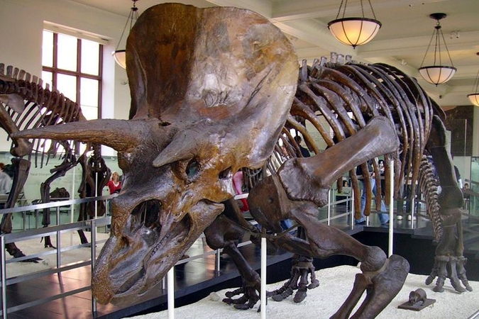 Skelbia radę didžiulius dinozauro kiaušinius