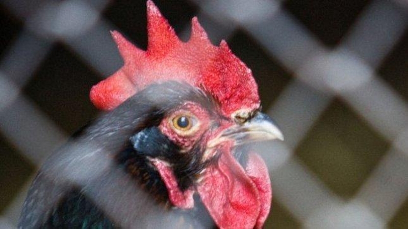 Lietuviai suvalgo dukart daugiau vištienos nei prieš dešimtmetį