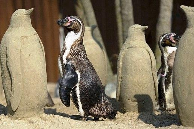 Jūros muziejuje smėlio skulptūros gelbėja pingvinus nuo vienatvės