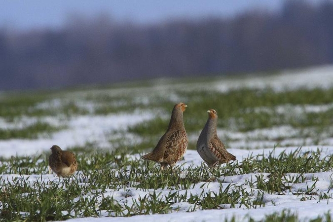Pavojaus varpai: kur dingo Lietuvos kurapkos?
