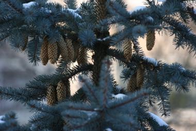 Paskutinę žiemos dieną šalta nebus