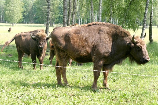 Ūkininkų galvos skausmas – pasėlius niokojantys stumbrai