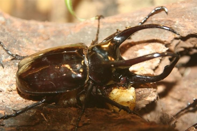 Brazilijoje atrastas kirmėles po smėliu medžiojantis augalas