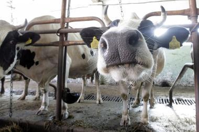Pieno perdirbėjų problemos: Rusija nori atsiųsti inspektorių