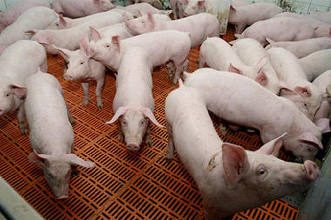 Biržų ūkininkės fermoje - gamtos išdaiga - kiaulė hermafroditas