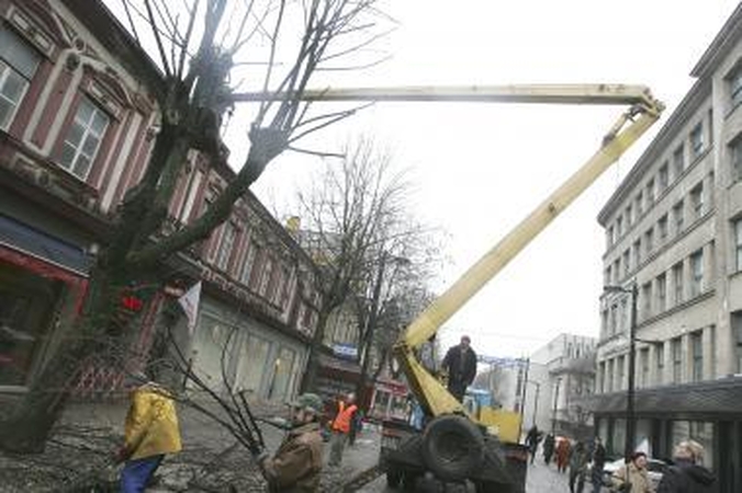 S.Daukanto gatvėje krenta šakos