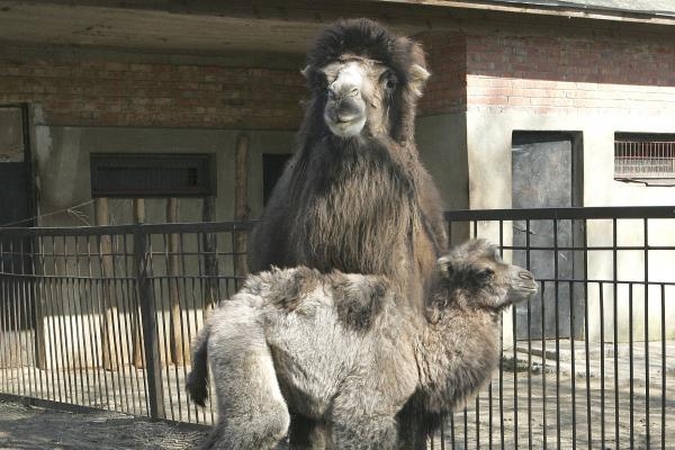 Lietuvos zoologijos sodui vadovaus žurnalistas 