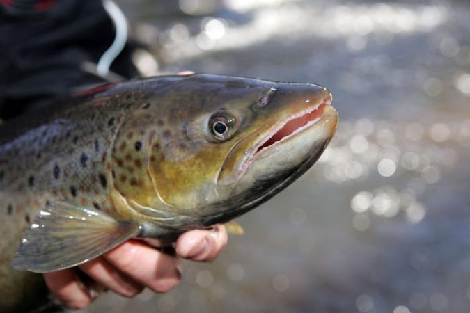 Baltijos jūroje sužvejojama triskart daugiau lašišų nei galima