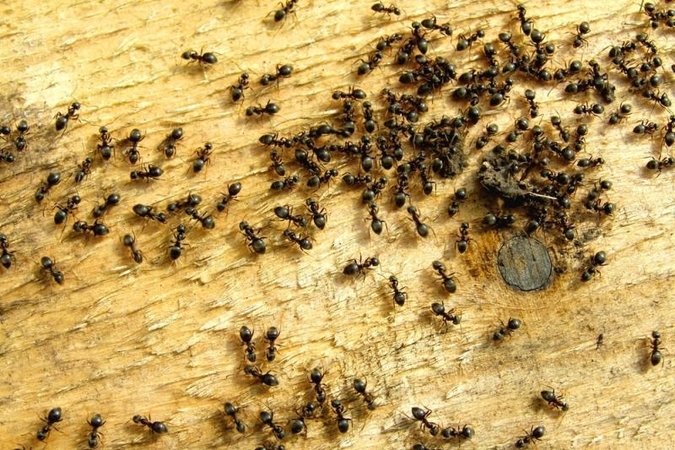 Kai kurios skruzdėlės darbininkės „lygesnės“ nei kitos