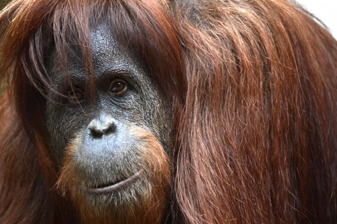 JAV orangutanai galės naudotis planšetiniais kompiuteriais