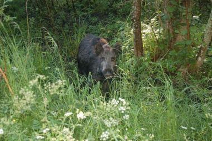 Neringa aiškinasi kas atlygins šernų padarytą žalą