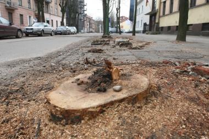 Klaipėdoje tvarkomi želdiniai