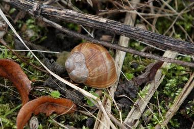 Orai Kaune: gausaus lietaus nebus, oras įšils iki 12 laipsnių