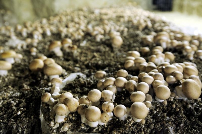 Biologai skelbia aptikę naują biologinio pasaulio karalystę