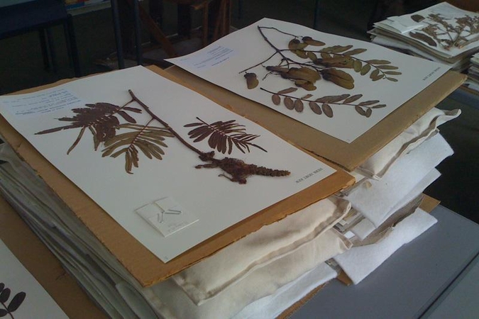 VU herbariumo kolekcija – „Pasaulio atminties“ registre