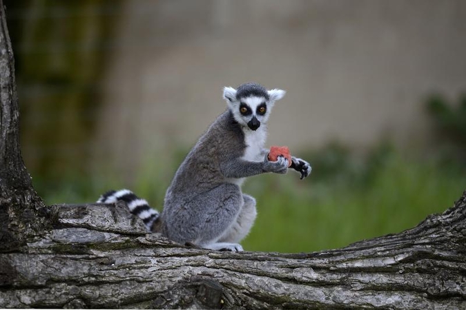 Madagaskaro lemūrai - ant išnykimo ribos