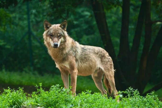 Vilkų apskaita: kiek kainavo, kam to reikėjo ir kas toliau?