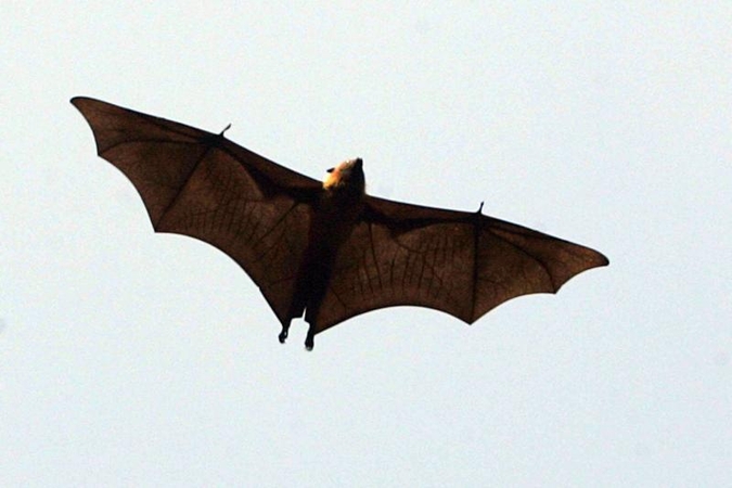 Skraidančios juodosios lapės: didžiausi planetos šikšnosparniai 