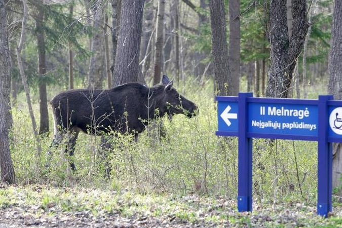 Specialistai: su briedžiais mieste reikia susigyventi