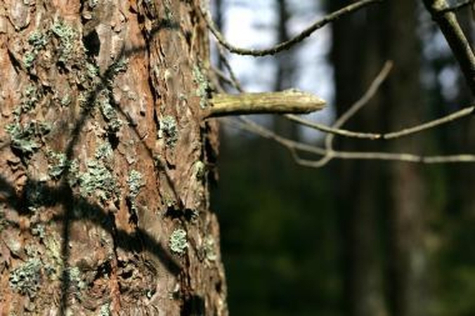 Virsdamas medis mirtinai sužalojo jauną vyrą