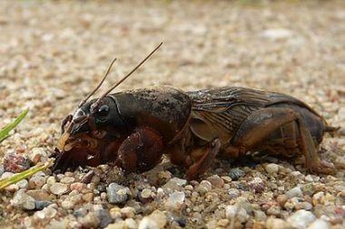 Ar kelia pavojų šis gyvis?