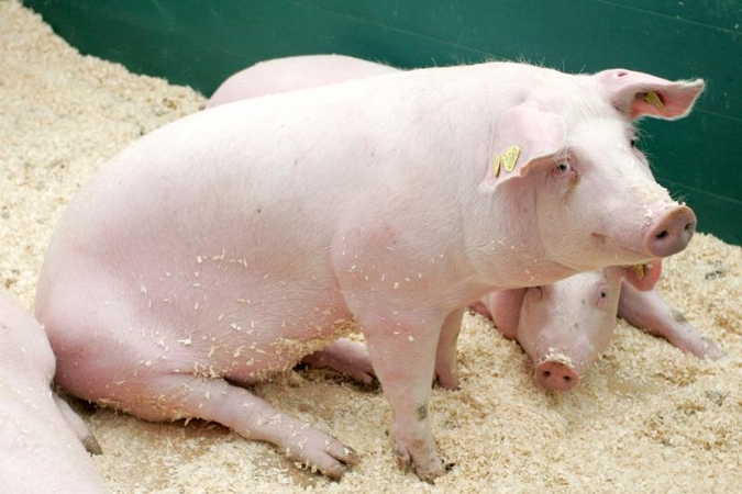 Kiaulių augintojai: šokiruojanti tiesa apie kiaulių auginimą