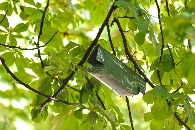 Aplinkosaugininkai: kaštonų gelbėjimo planas pavyko