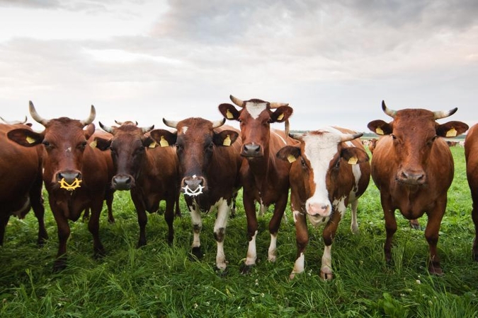 Veterinarai ragina pasirūpinti gyvūnais per karščius