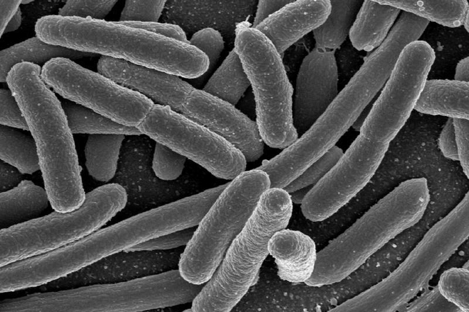 Mirtinas E. coli protrūkis Vokietijoje baigėsi 
