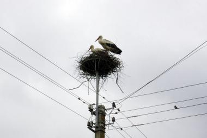 Gandrams energetikai paruošė saugias lizdavietes