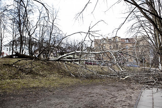 Vėtra didelių nuostolių sostinei ir jos gyventojams nepridarė