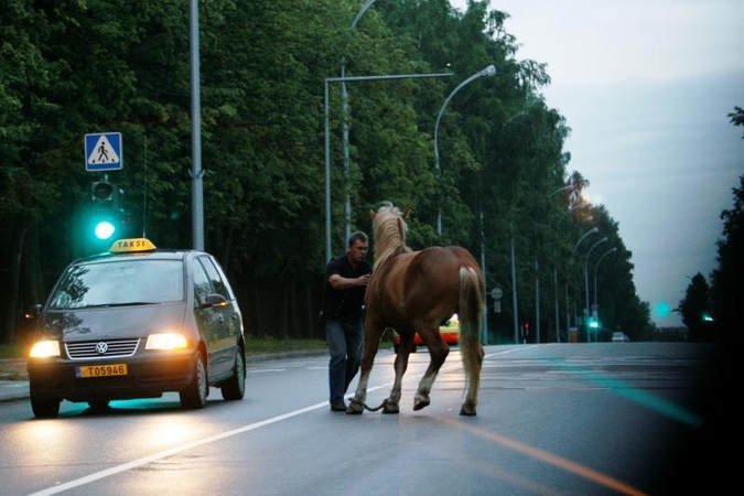 Palangoje automobilis susidūrė su arkliu