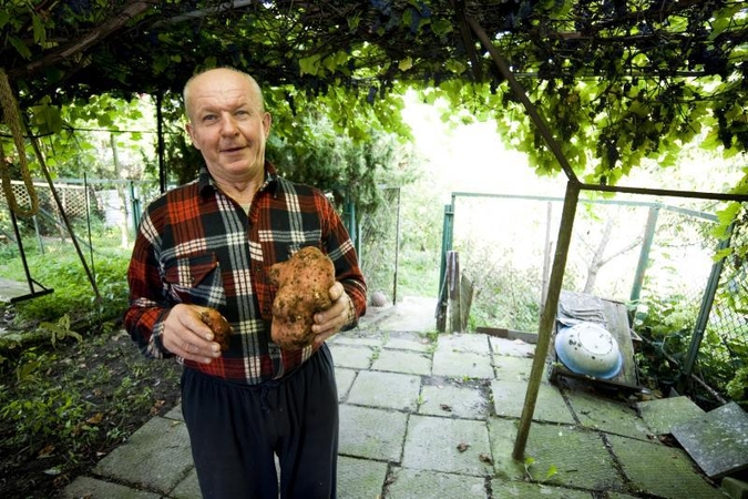 Vilijampoliečio pasididžiavimas – neregėto dydžio bulvė
