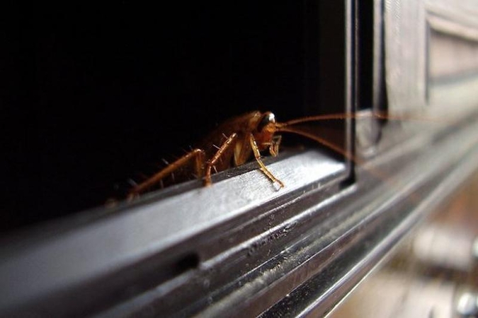 Šv.Valentiną Niujorko zoologijos sodas siūlo atšvęsti su tarakonais