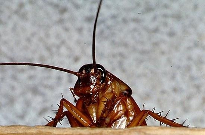 Pora teisiasi su oro linijų kompanija dėl tarakonų lėktuve