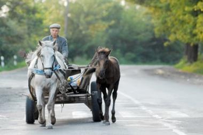 Šilutės rajone pavogtas dar vienas arklys