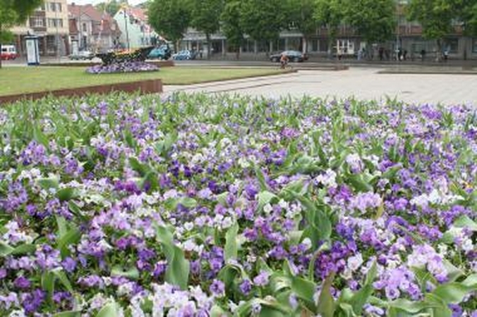 Klaipėda nebeturi lėšų gėlynams apsodinti (papildyta)