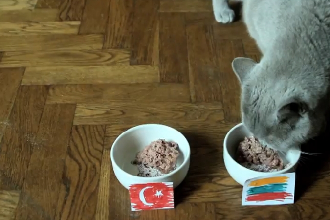Katino Šaro prognozė: Lietuva nugalės Turkiją