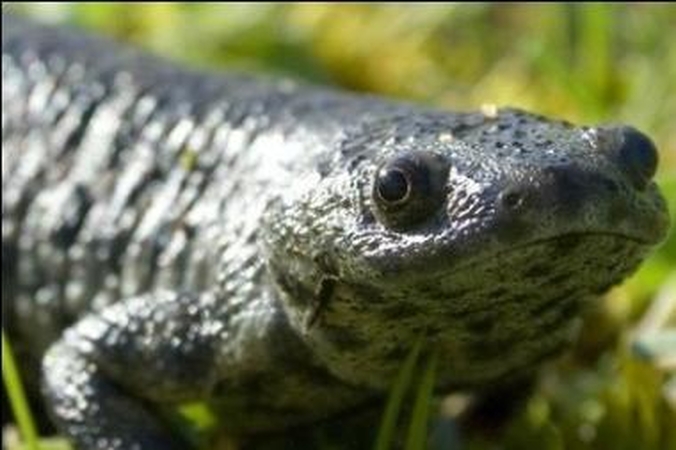 Neįprastas tritonas savo šonkaulius naudoja kaip ginklą