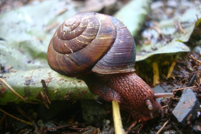 Sraigių surinkta perpus mažiau, nors kaina už jas šoktelėjo