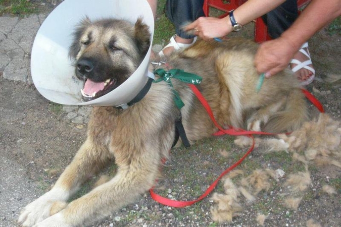 Gyvūnų globėjai ieško peiliu į kaklą sužalotos aviganės šeimininkų
