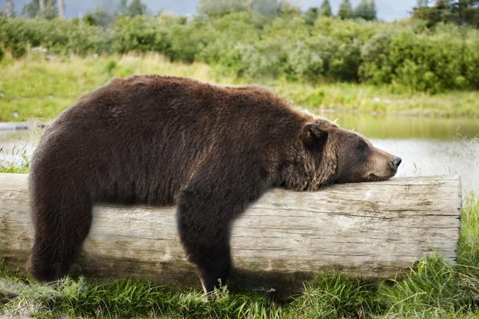 Į norvegų namą įsiveržusios meškos išgėrė 100 skardinių alaus