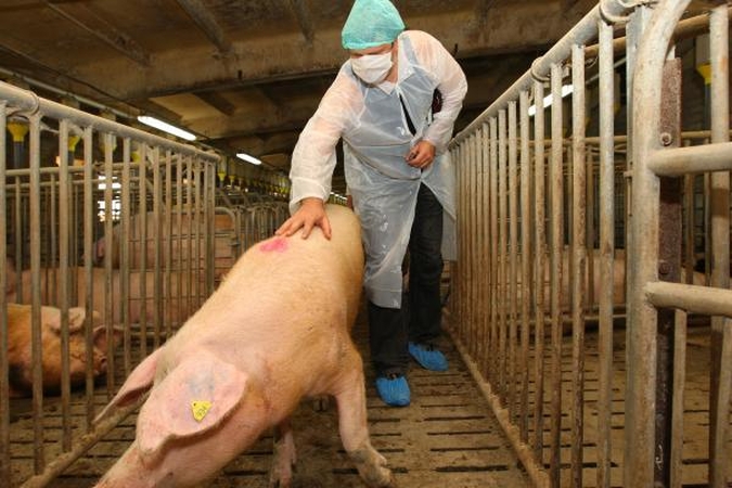 Kiaulių gripas: mokslininkai įminė šios ligos paslaptį 