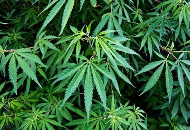 Ar ryšis Seimas legalizuoti kanapes?
