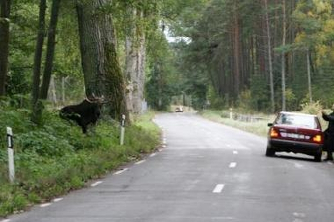 Partrenktas gyvūnas – našta piniginei