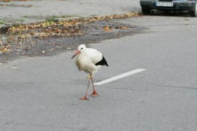 Dovanų – oras prieš 50 metų