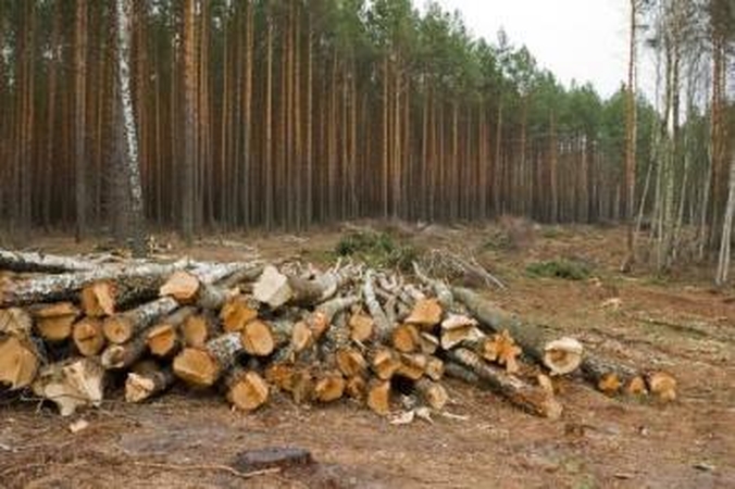 Perspektyvu: vietoj importuojamo kuro Lietuva galėtų išnaudoti biomasės išteklius, kurių didžioji dalis šiuo metu paliekama trūnyti.